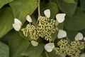 Schizophragma hydrangeoides Moonlight-2 Przywarka japońska